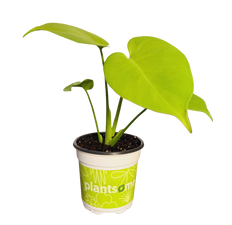 Monstera Deliciosa All Golden | Golden Monstera (S)