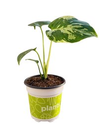 Monstera Bulbasaur Variegated Plant (S) inspiratie 2