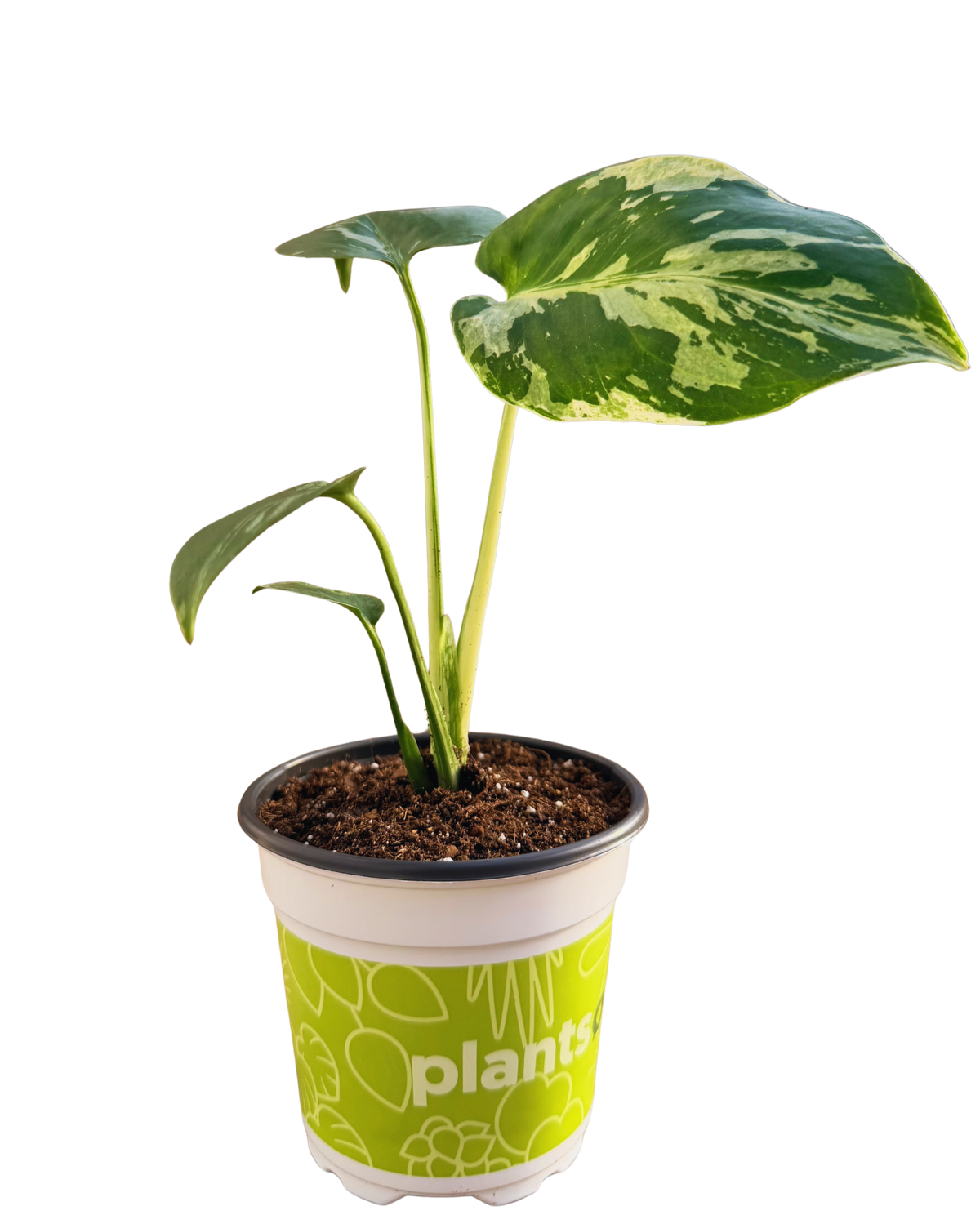Monstera Bulbasaur Variegated Plant (S) inspiratie 2
