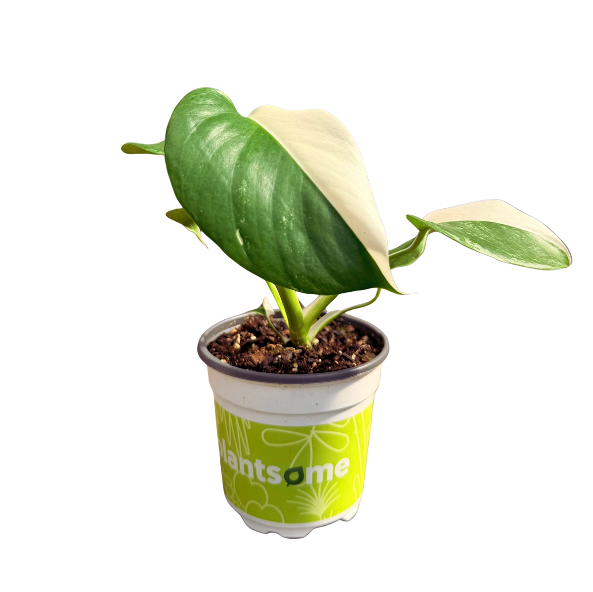 Monstera Albo | Variegated Plant (S)