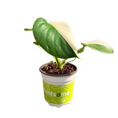 Monstera Albo | Variegated Plant (S)
