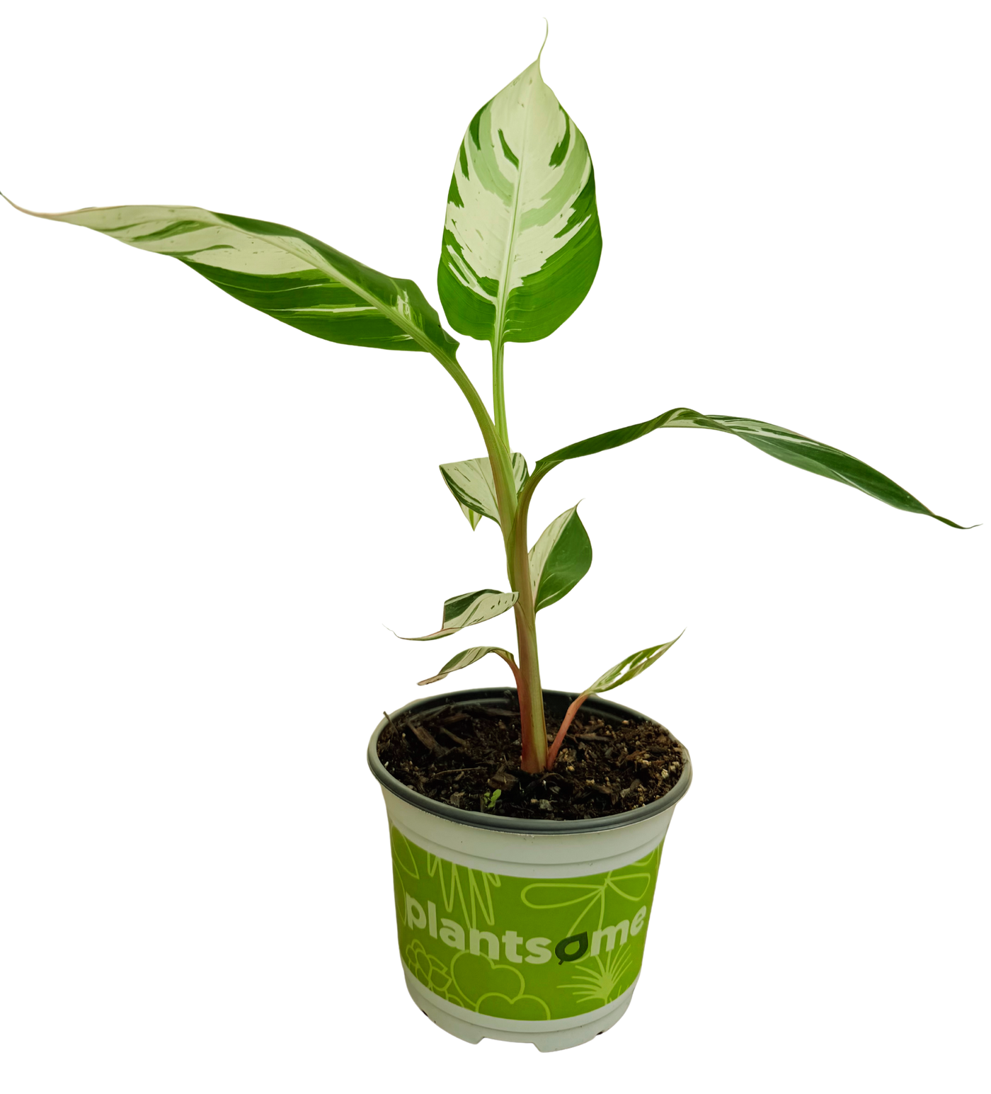 Musa Ae Ae Hawaiian Variegated | Banana Plant (M)