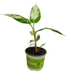 Musa Ae Ae Hawaiian Variegated | Banana Plant (M)