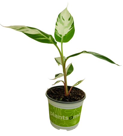 Musa Ae Ae Hawaiian Variegated | Banana Plant (M)