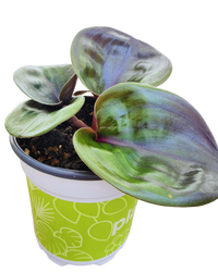Geogenanthus Ciliatus Midnight Pearl | Geo Plant (S) inspiratie 1