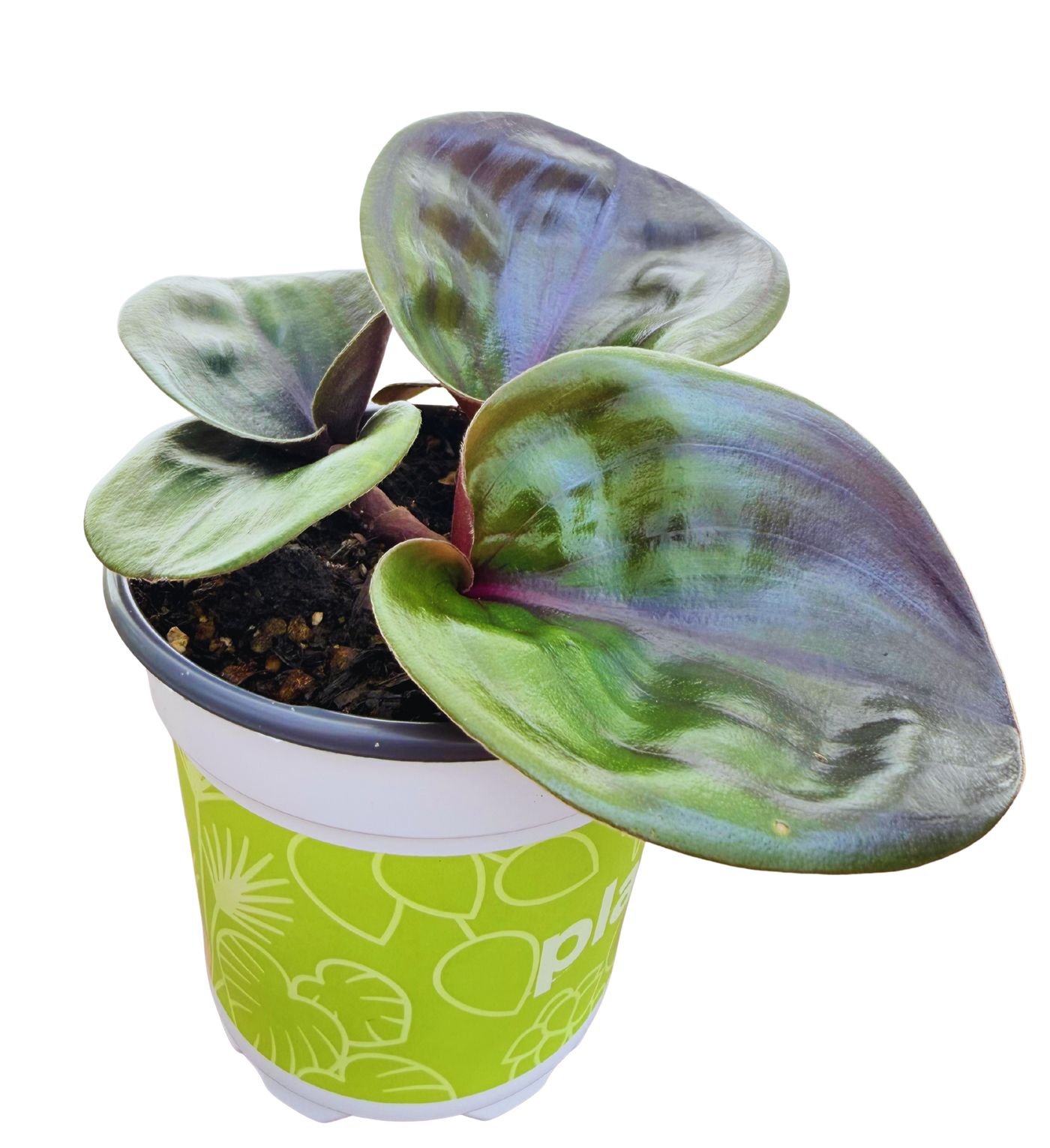 Geogenanthus Ciliatus Midnight Pearl | Geo Plant (S) inspiratie 1