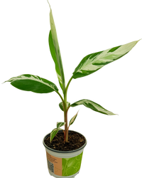 Musa Ae Ae Hawaiian Variegated | Banana Plant (M) inspiratie 1