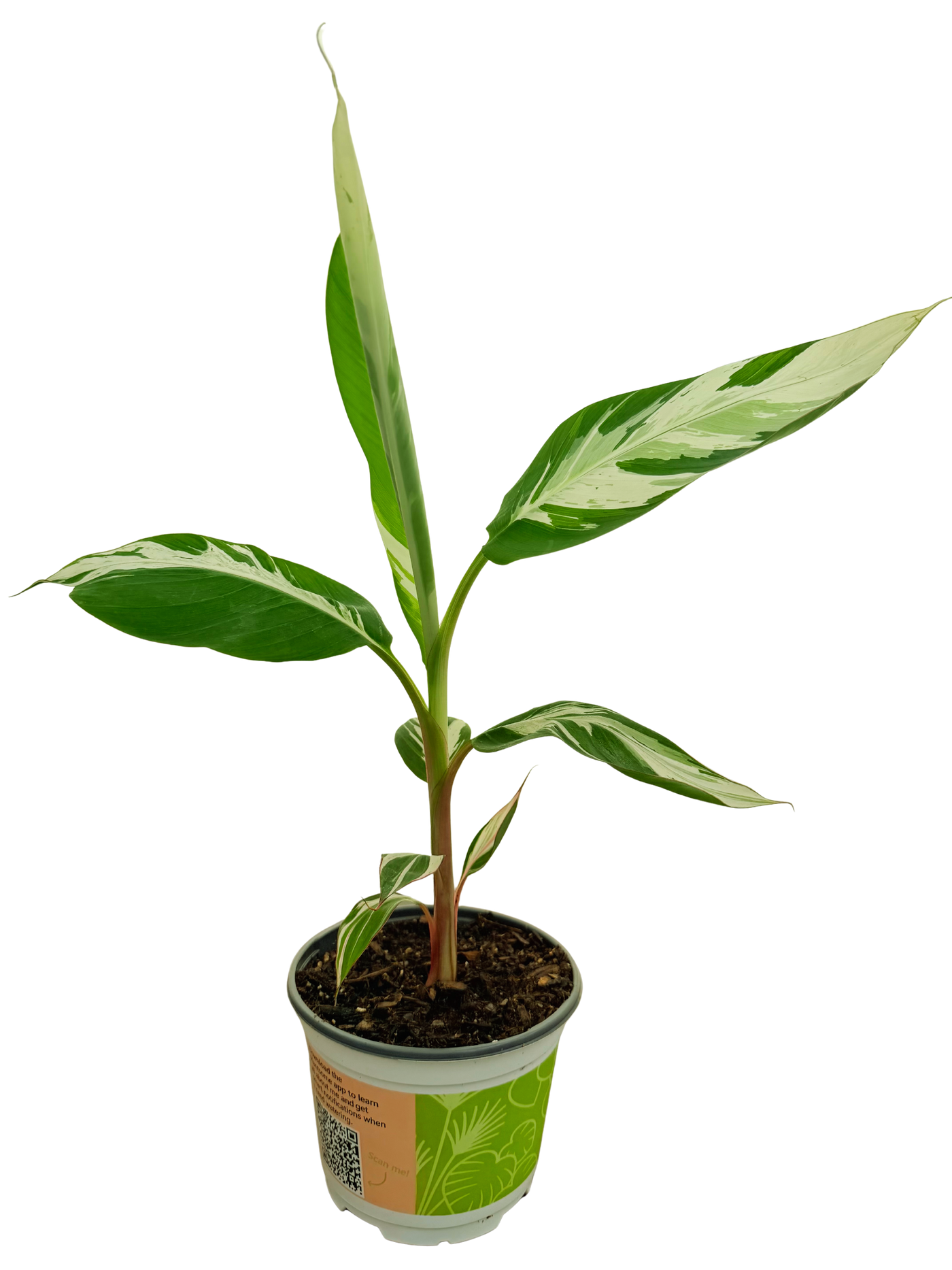 Musa Ae Ae Hawaiian Variegated | Banana Plant (M) inspiratie 1