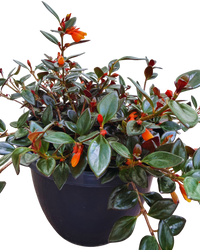 Nematanthus Black Gold | Goldfish Plant (L) inspiratie 2