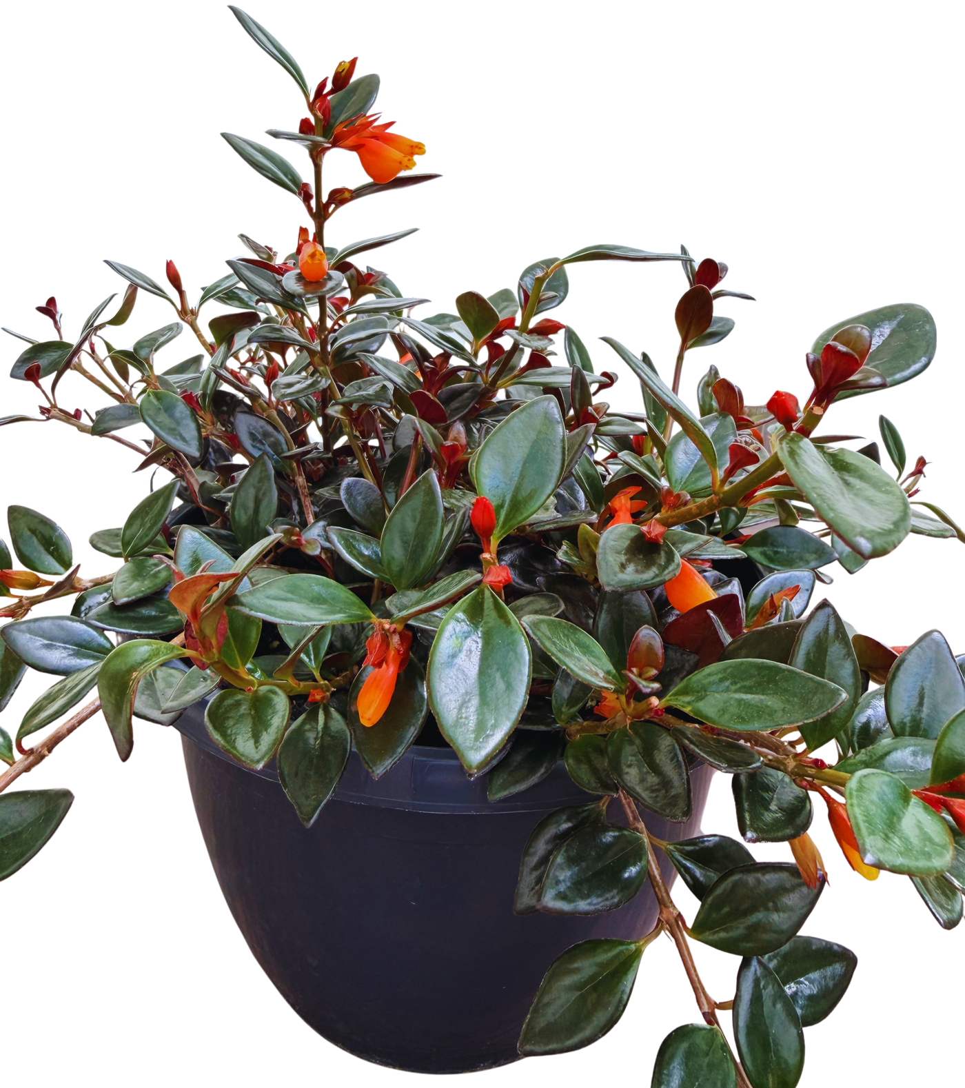 Nematanthus Black Gold | Goldfish Plant (L) inspiratie 2