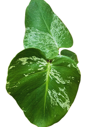 Monstera Deliciosa Vietciosa Variegated Plant (M) inspiratie 2