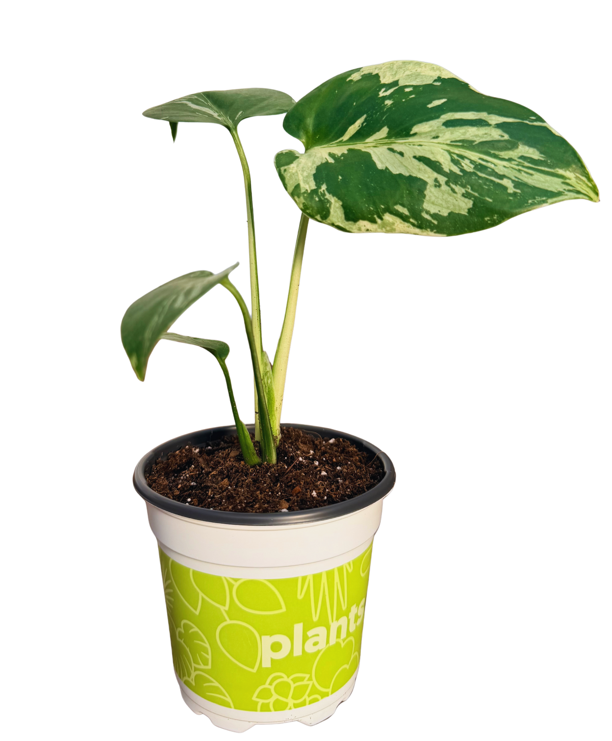 Monstera Bulbasaur Variegated Plant (S)
