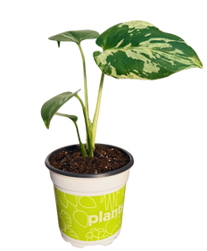 Monstera Bulbasaur Variegated Plant (S)