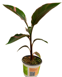 Musa Nono Pink Variegated | Banana Plant (M) inspiratie 1