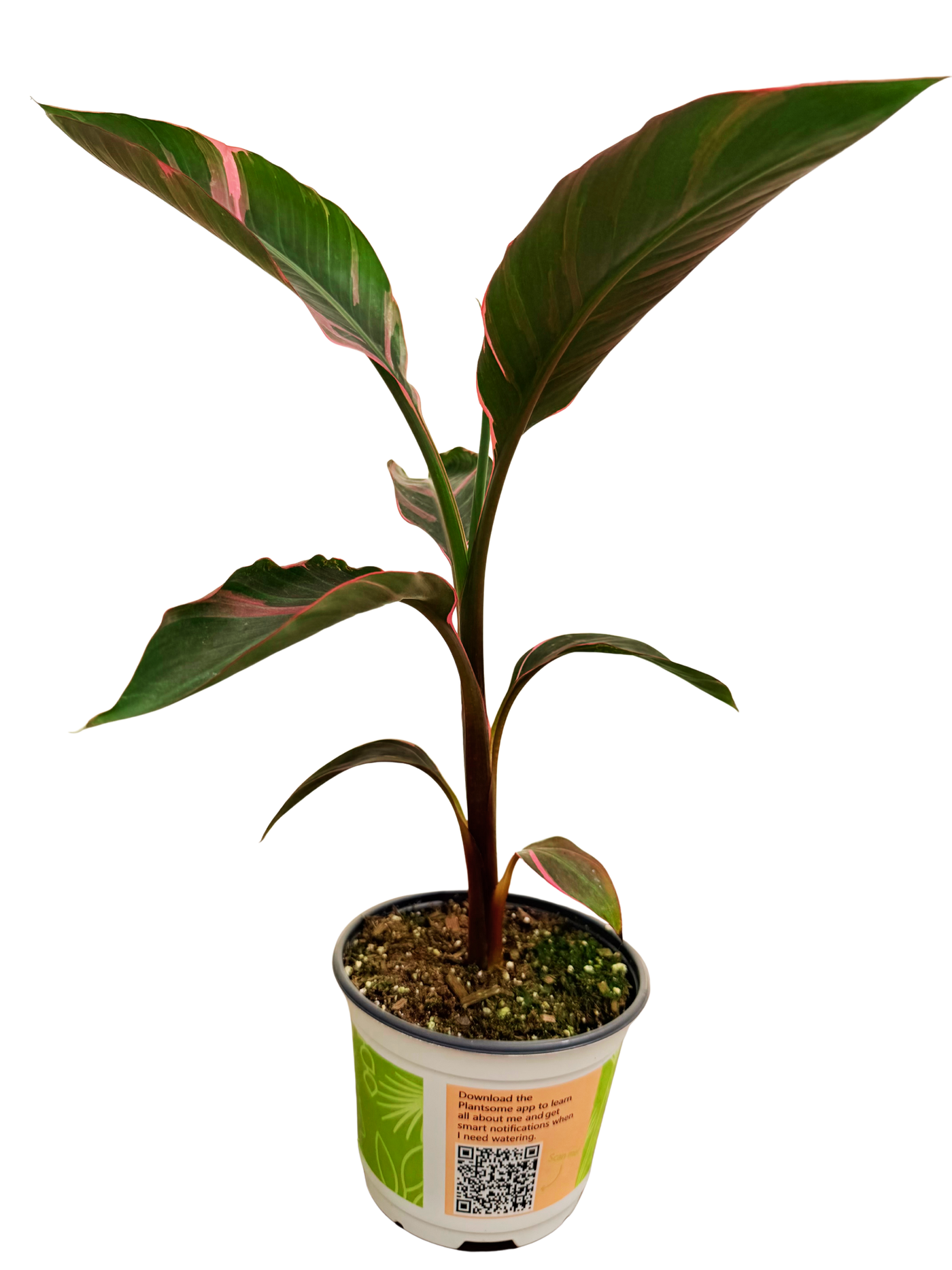 Musa Nono Pink Variegated | Banana Plant (M) inspiratie 1