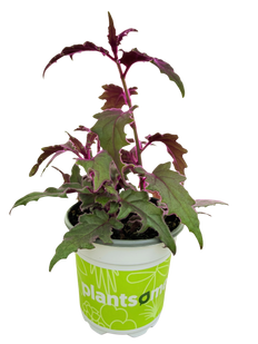 Purple Passion Plant | Gynura aurantica (S)