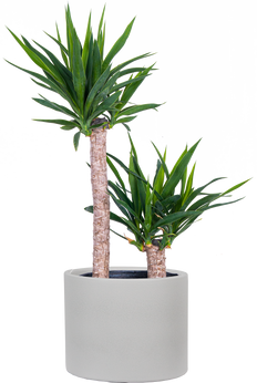 Joshua Tree Cane Yucca (XL)