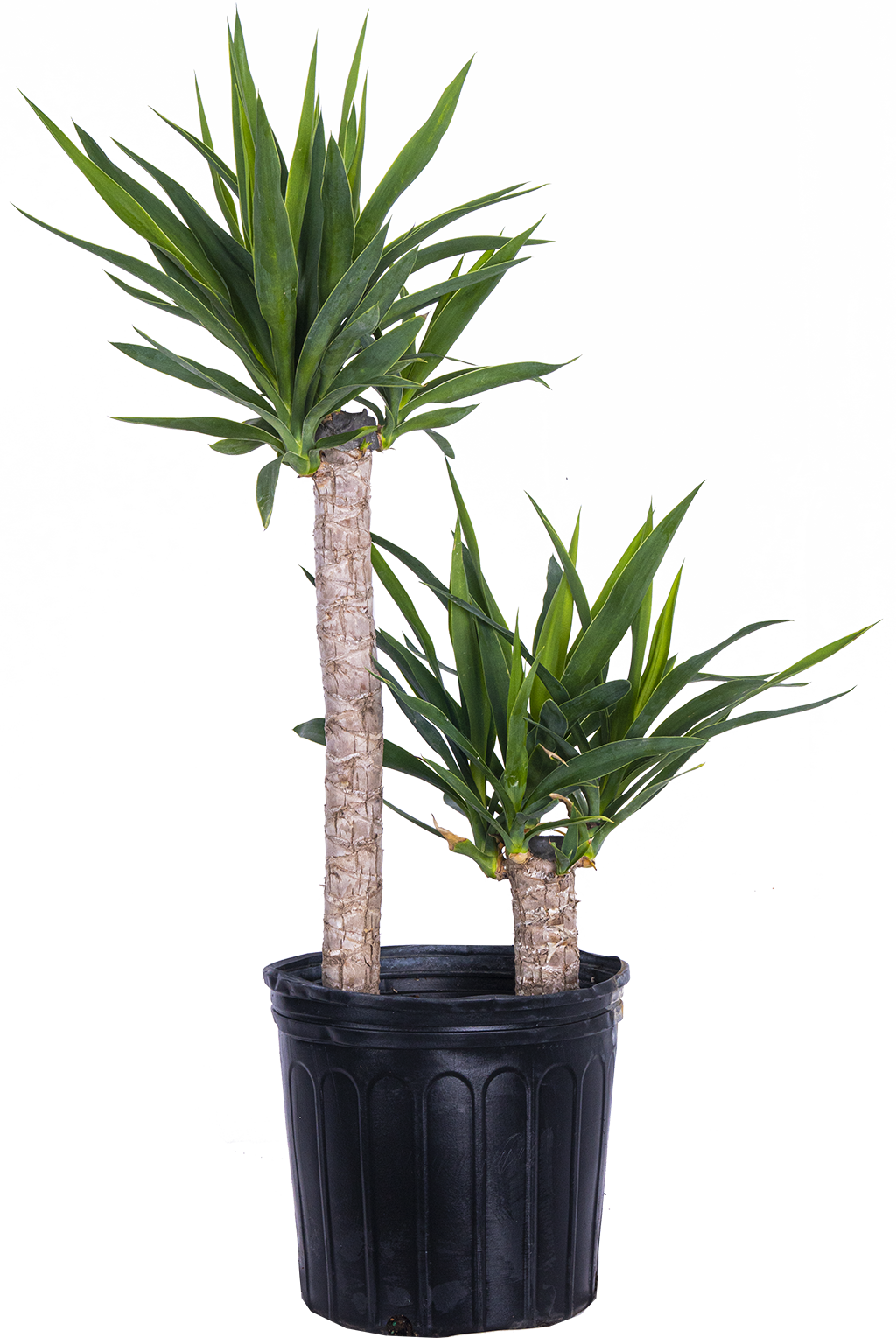 Joshua Tree Cane Yucca (XL)