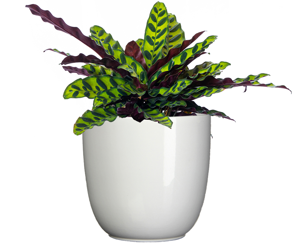 Calathea Lancifolia