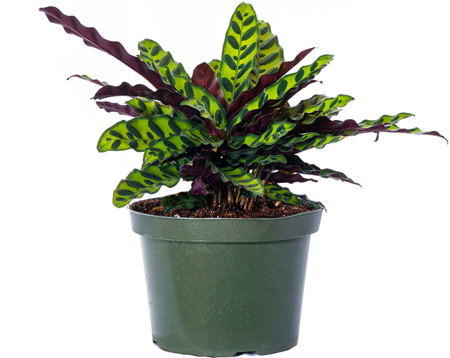 plantsome calathea Calathea Lancifolia | Rattlesnake | 8