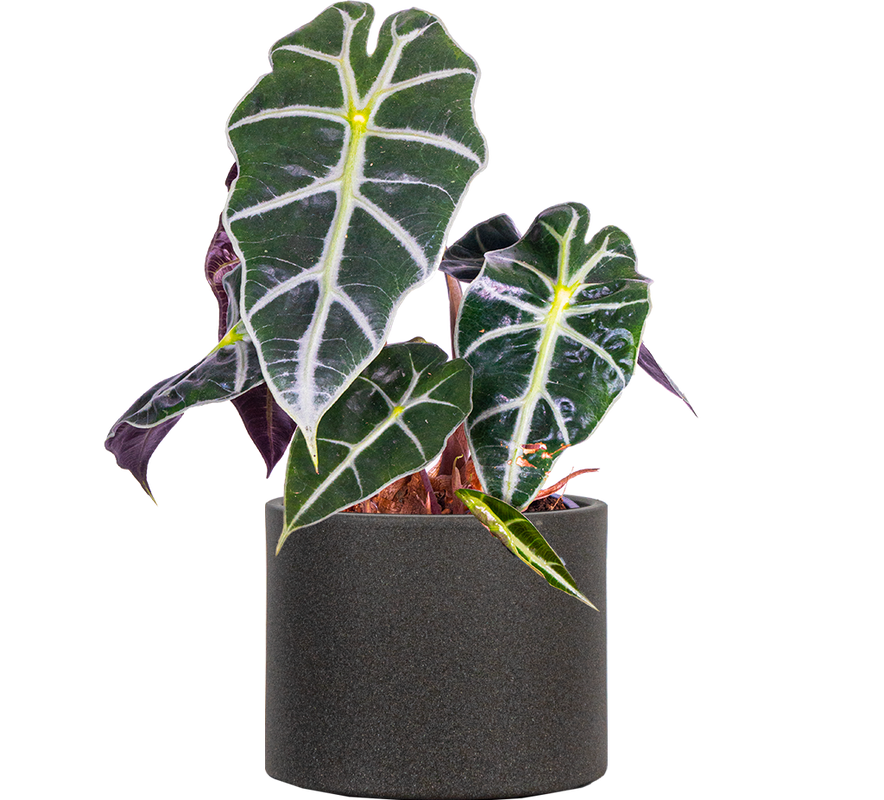 Alocasia Amazonica | African Mask (S)