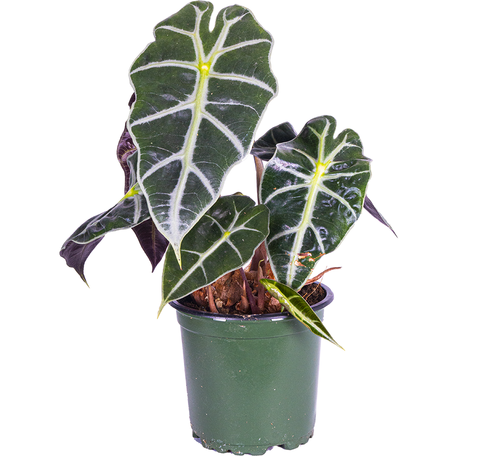 Alocasia Amazonica | African Mask (S)