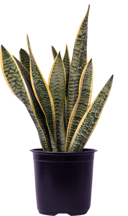 Sansevieria Laurentii | Snake Plant (L)