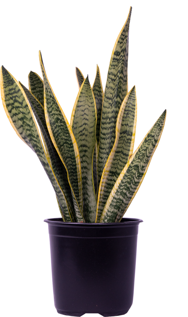 8 inch snake plant Sansevieria Laurentii | Snake Plant | 8" Pot | Easy Care Houseplant