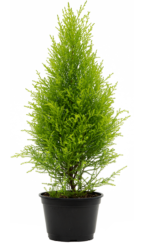 Cupressus Goldcrest 'Wilma' | Lemon Cypress (S)
