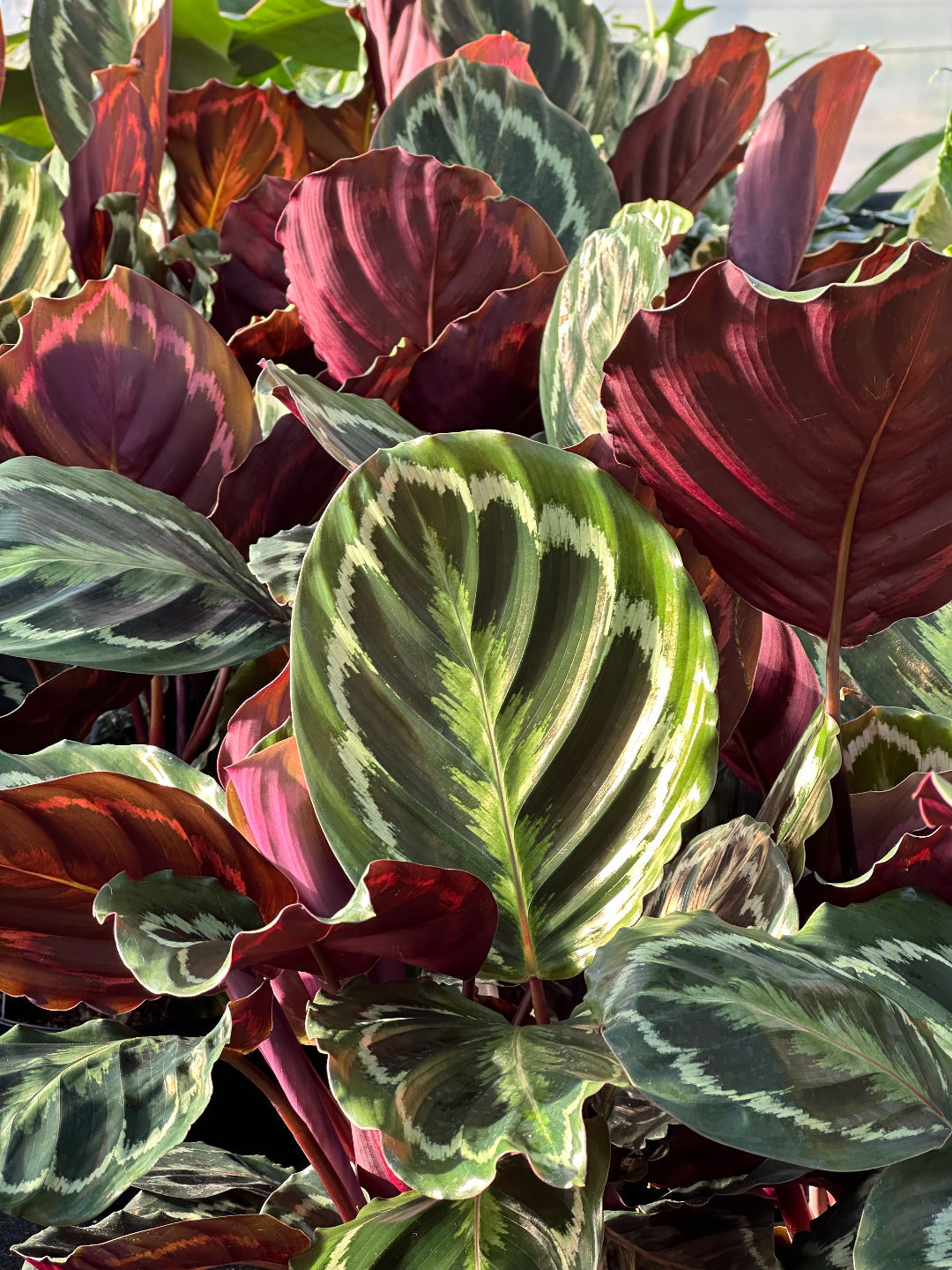 Plantsome Calathea Medallion - Thumbnail 2