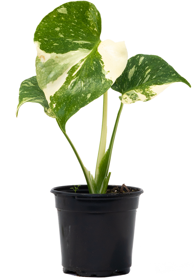 Thai Constellation Monstera Deliciosa | Variegated Swiss Cheese Plant | 4