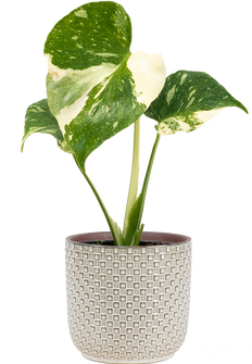 Thai Constellation Monstera Deliciosa (S) | Variegated Swiss Cheese Plant