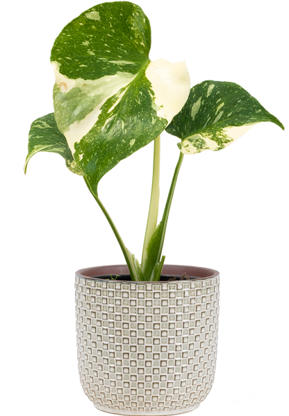 Thai Constellation Monstera Deliciosa | Variegated Swiss Cheese Plant | 4
