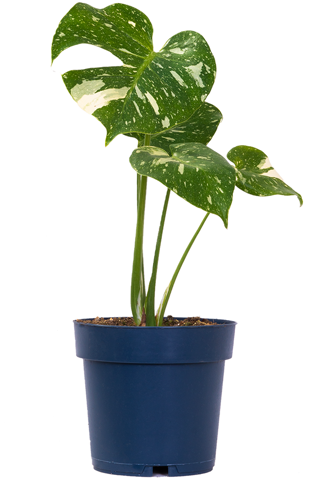 monstera deliciosa thai constellation for sale Thai Constellation Monstera Deliciosa | Variegated Swiss Cheese Plant | 8" Pot | Easy Care Houseplant