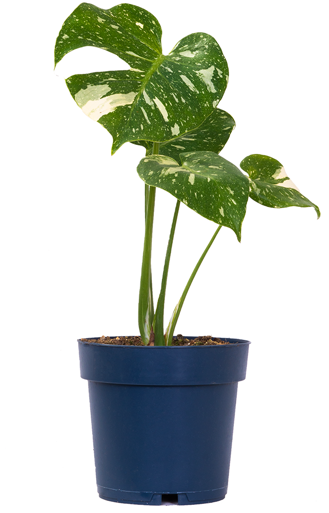 Thai Constellation Monstera Deliciosa | Variegated Swiss Cheese Plant (M)
