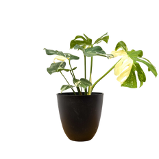 Thai Constellation Monstera Deliciosa (XL) | Variegated Swiss Cheese Plant (With Pot)