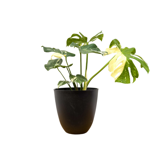 monstera thai constellation xl Thai Constellation Monstera Deliciosa (XL)