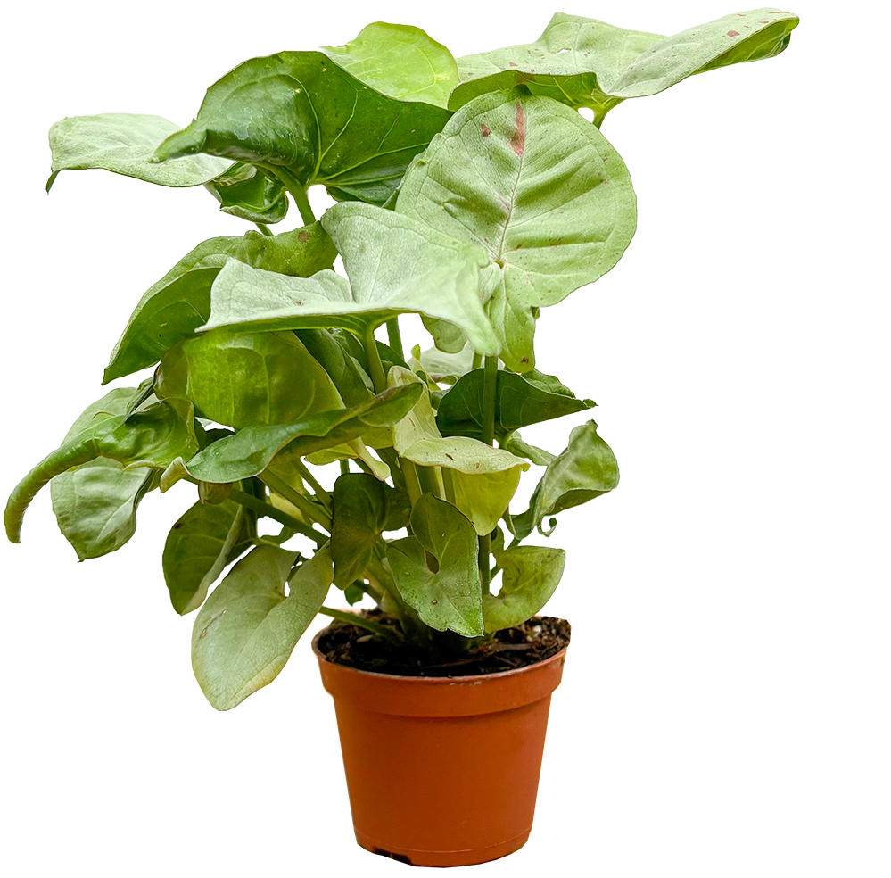 Syngonium Podophyllum | Nephthytis Confetti (XS)