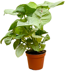 Syngonium Podophyllum | Nephthytis Confetti (XS)