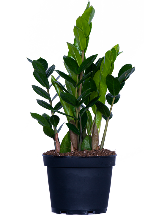 Zamioculcas (M) | ZZ Plant