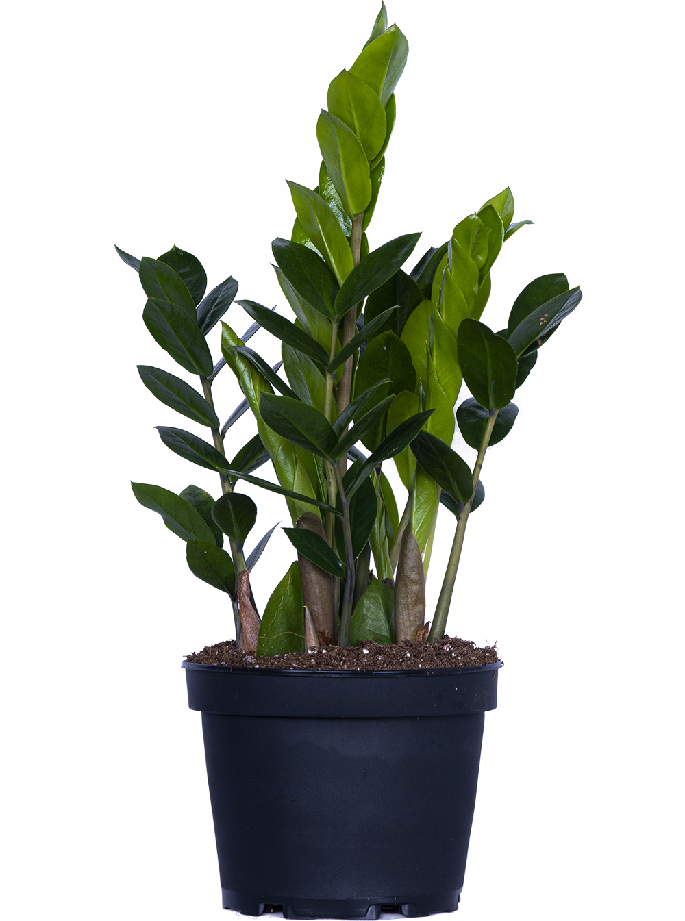 Zamioculcas (M) | ZZ Plant