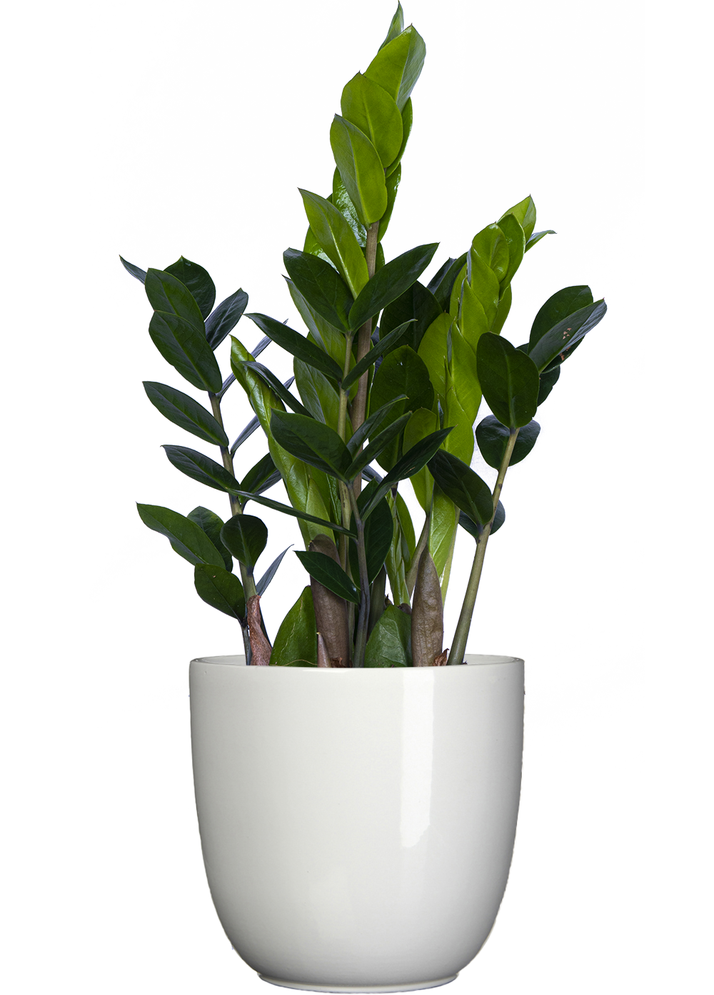 largest zz plant Zamioculcas | ZZ Plant | 16cm | Easy Care Houseplant