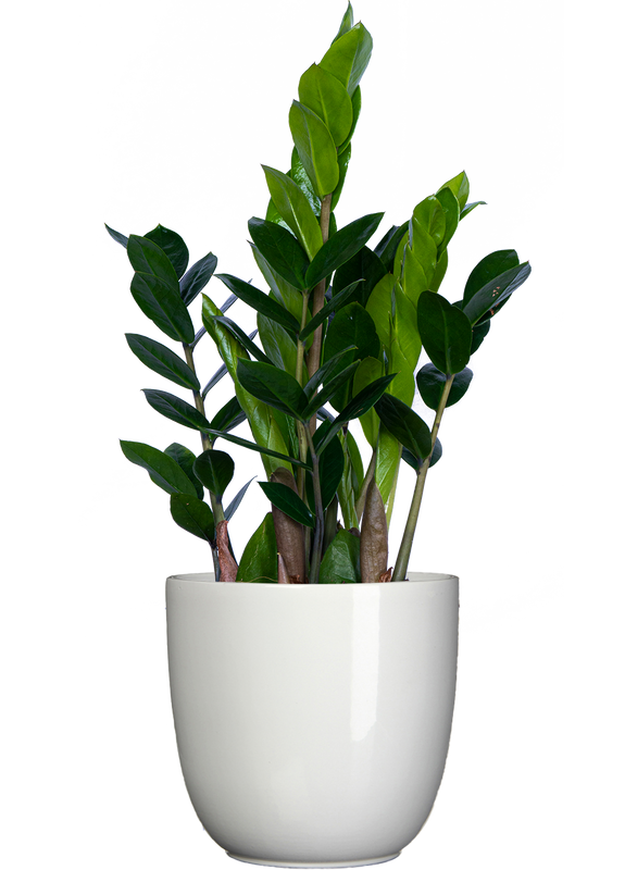 Zamioculcas (M) | ZZ Plant