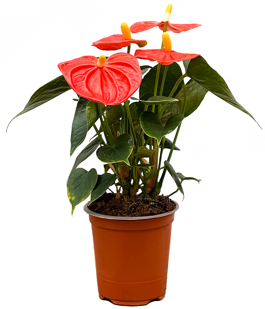 Orange Anthurium (S)