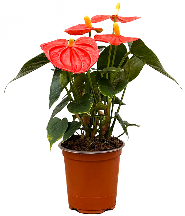 Orange Anthurium (S)