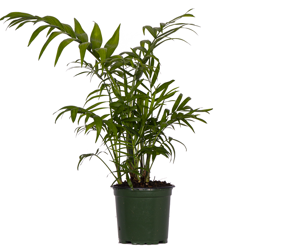 Neanthebella | Parlour Palm (S)