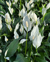 peace lily epsom salt Peace Lily | Spathiphyllum | 4" Pot | Easy Care Houseplant
