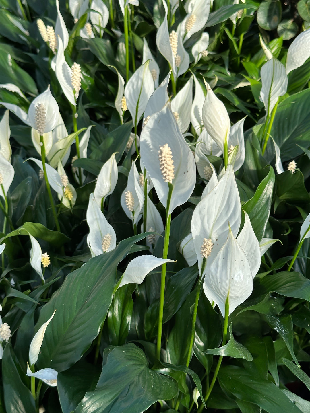 4 inch peace lily Peace Lily | Spathiphyllum | 4" Pot | Easy Care Houseplant