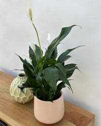 peace lily epsom salt Peace Lily | Spathiphyllum | 4" Pot | Easy Care Houseplant