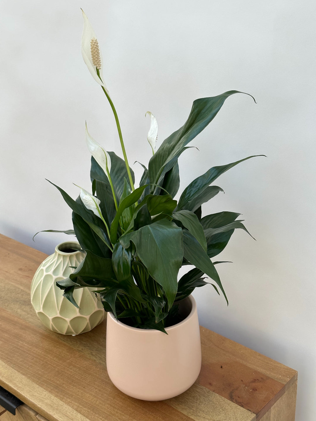 peace lily potted Spathiphyllum | Peace Lily | 4" Pot